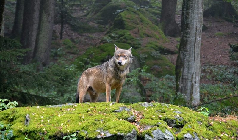 Stop Messing With My Authors