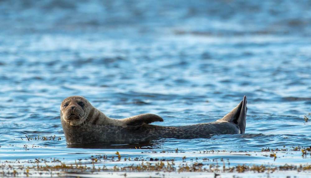 Blogging or Creating Videos